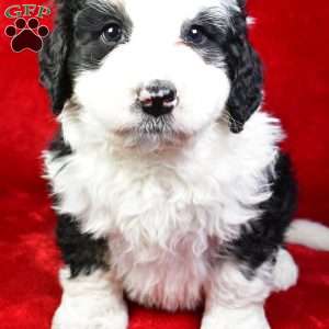 Hunter, Bernedoodle Puppy