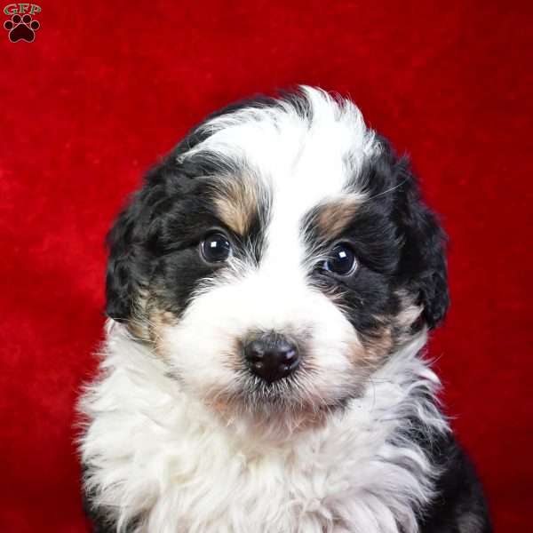 Jax, Bernedoodle Puppy