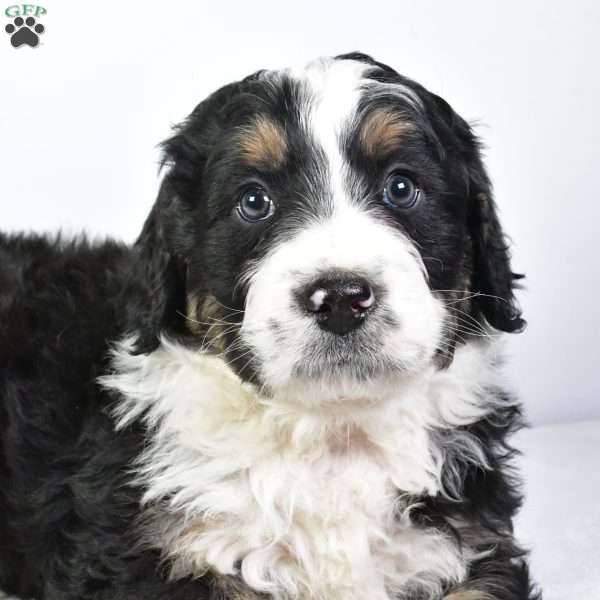 Bentley, Bernedoodle Puppy