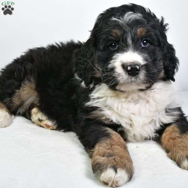 Tucker, Bernedoodle Puppy