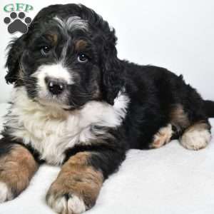 Tucker, Bernedoodle Puppy