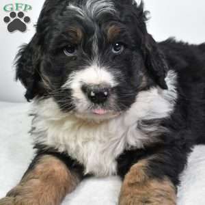 Tucker, Bernedoodle Puppy