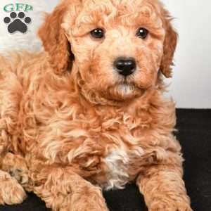 Noel, Mini Goldendoodle Puppy