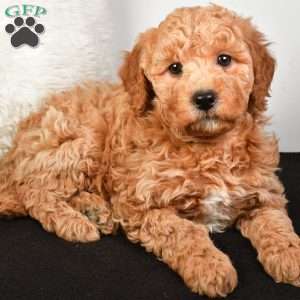 Noel, Mini Goldendoodle Puppy