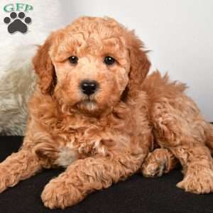 Noel, Mini Goldendoodle Puppy