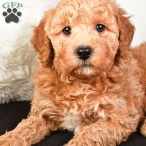 Noel, Mini Goldendoodle Puppy