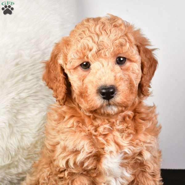 Noel, Mini Goldendoodle Puppy