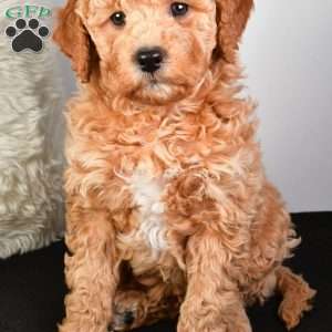 Noel, Mini Goldendoodle Puppy