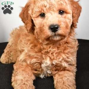 Noel, Mini Goldendoodle Puppy