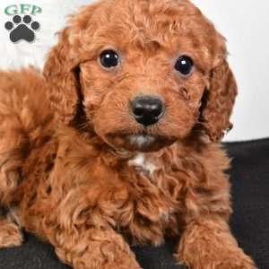 Noel, Mini Goldendoodle Puppy