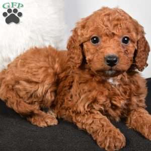 Noel, Mini Goldendoodle Puppy