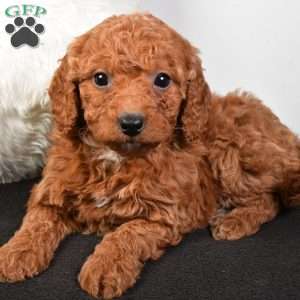 Noel, Mini Goldendoodle Puppy