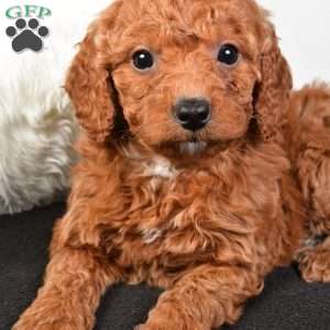 Noel, Mini Goldendoodle Puppy