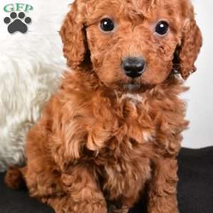 Noel, Mini Goldendoodle Puppy