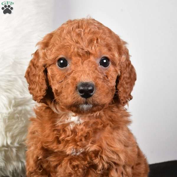 Noel, Mini Goldendoodle Puppy