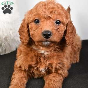 Noel, Mini Goldendoodle Puppy