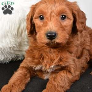 Blake, Mini Goldendoodle Puppy