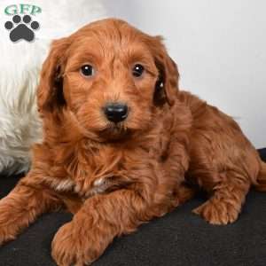 Blake, Mini Goldendoodle Puppy