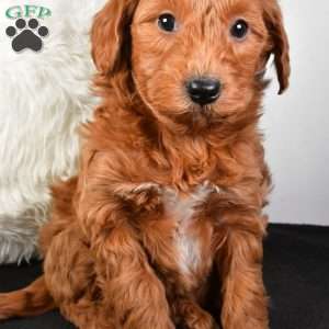 Blake, Mini Goldendoodle Puppy