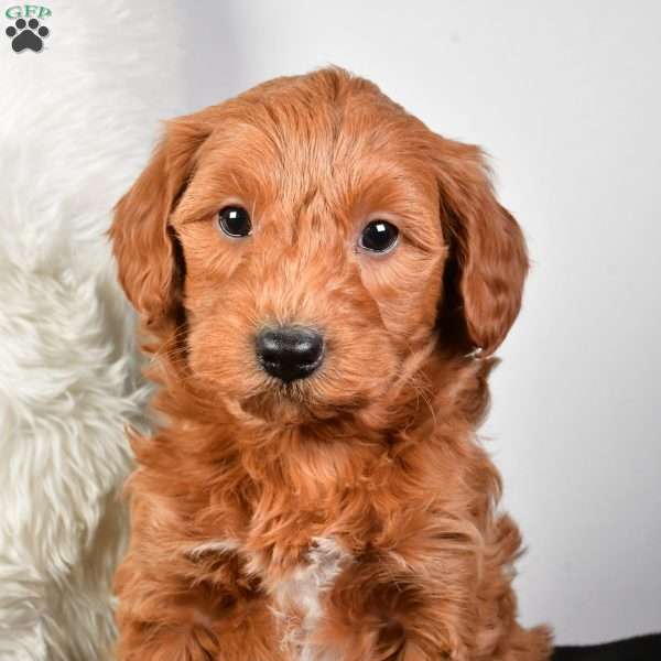 Blake, Mini Goldendoodle Puppy