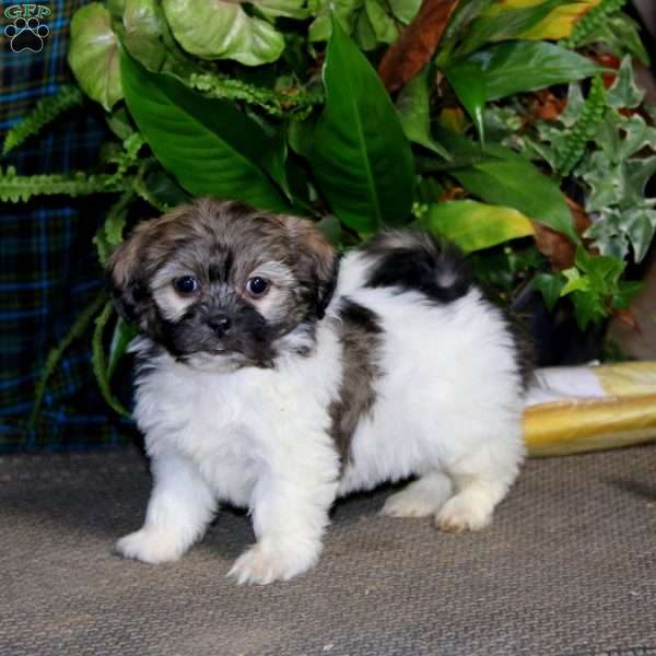 Daffodil, Teddy Bear Puppy