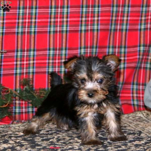 Dahlia, Yorkie Puppy