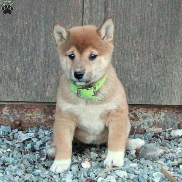 Daisy, Shiba Inu Puppy