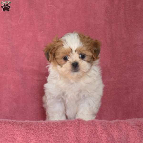 Daisy, Shih Tzu Puppy