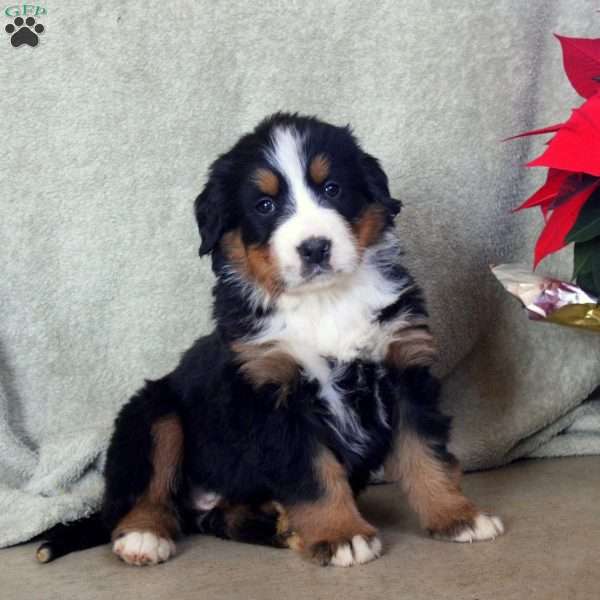 Daisy, Bernese Mountain Dog Puppy