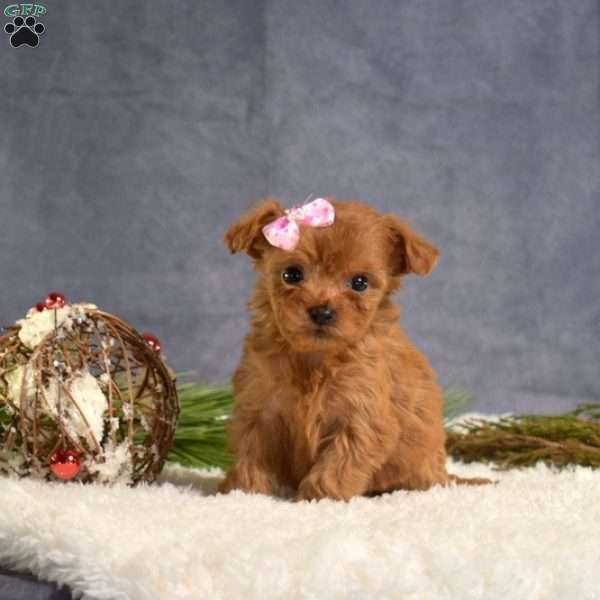 Daisy, Cavapoo Puppy