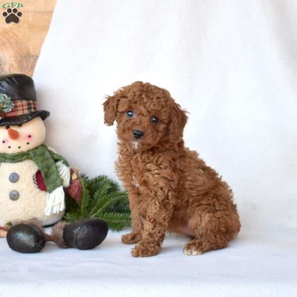 Daisy, Toy Poodle Puppy