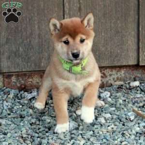 Daisy, Shiba Inu Puppy