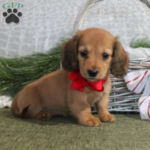 Daisy, Dachshund Puppy