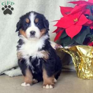 Daisy, Bernese Mountain Dog Puppy