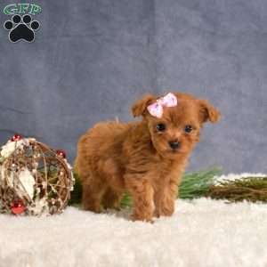 Daisy, Cavapoo Puppy