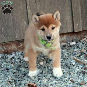 Daisy, Shiba Inu Puppy