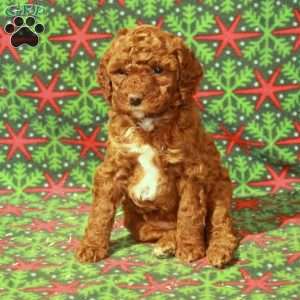 Daisy, Miniature Poodle Puppy