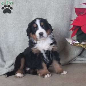 Daisy, Bernese Mountain Dog Puppy