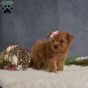 Daisy, Cavapoo Puppy