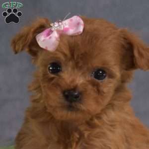 Daisy, Cavapoo Puppy