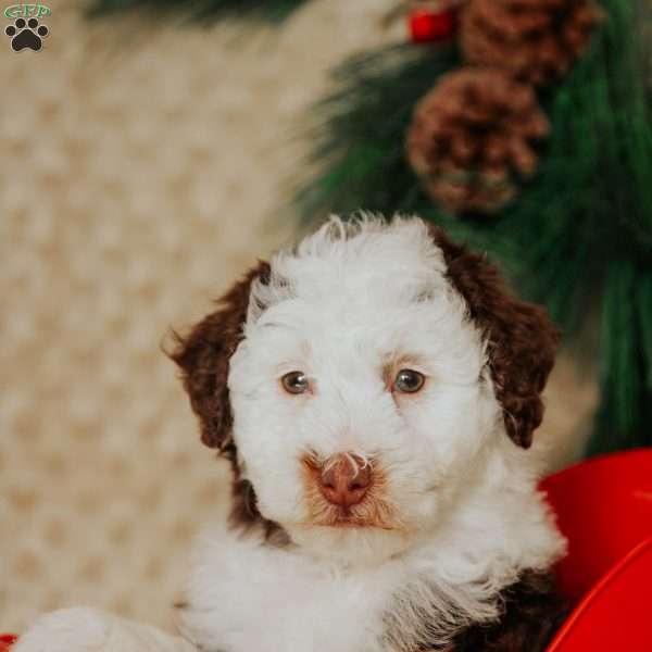 Daisy, Mini Bernedoodle Puppy