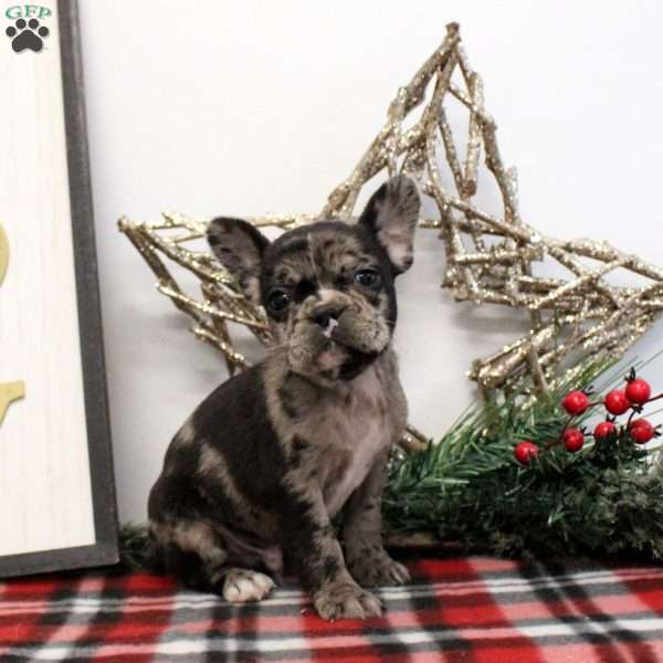 Dakota, Frenchton Puppy