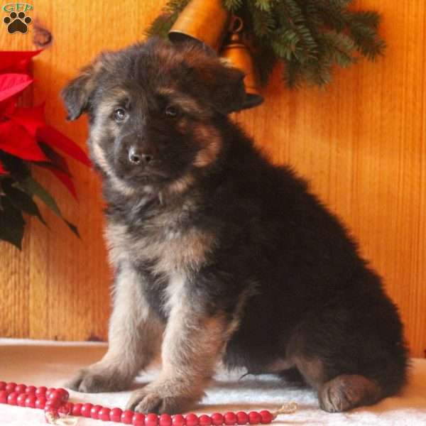 Dale, German Shepherd Puppy