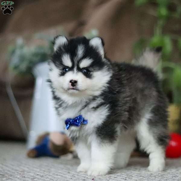 Dallas, Pomsky Puppy