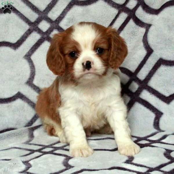 Dallas, Cavalier King Charles Spaniel Puppy