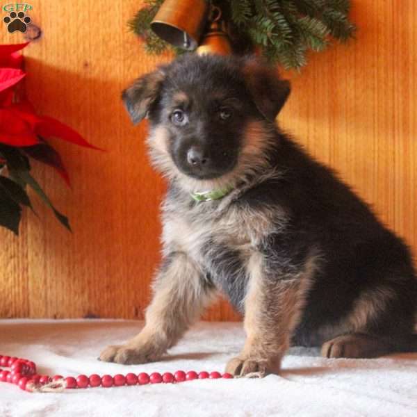 Dallas, German Shepherd Puppy