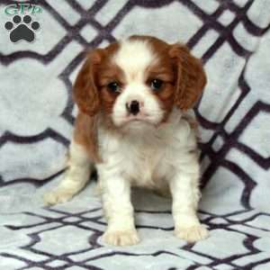 Dallas, Cavalier King Charles Spaniel Puppy