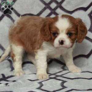 Dallas, Cavalier King Charles Spaniel Puppy