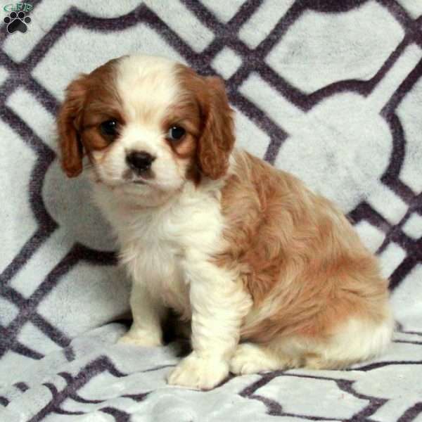 Dalton, Cavalier King Charles Spaniel Puppy