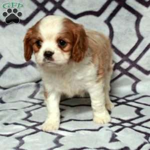 Dalton, Cavalier King Charles Spaniel Puppy